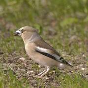 Hawfinch