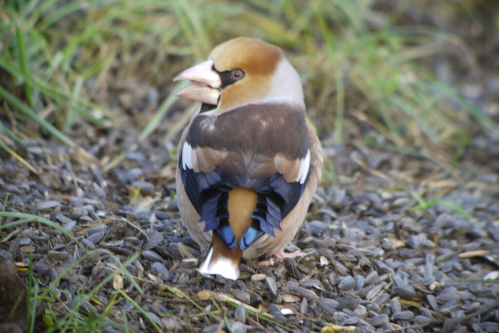 Hawfinch male adult post breeding