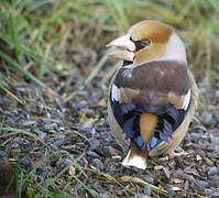 Hawfinch