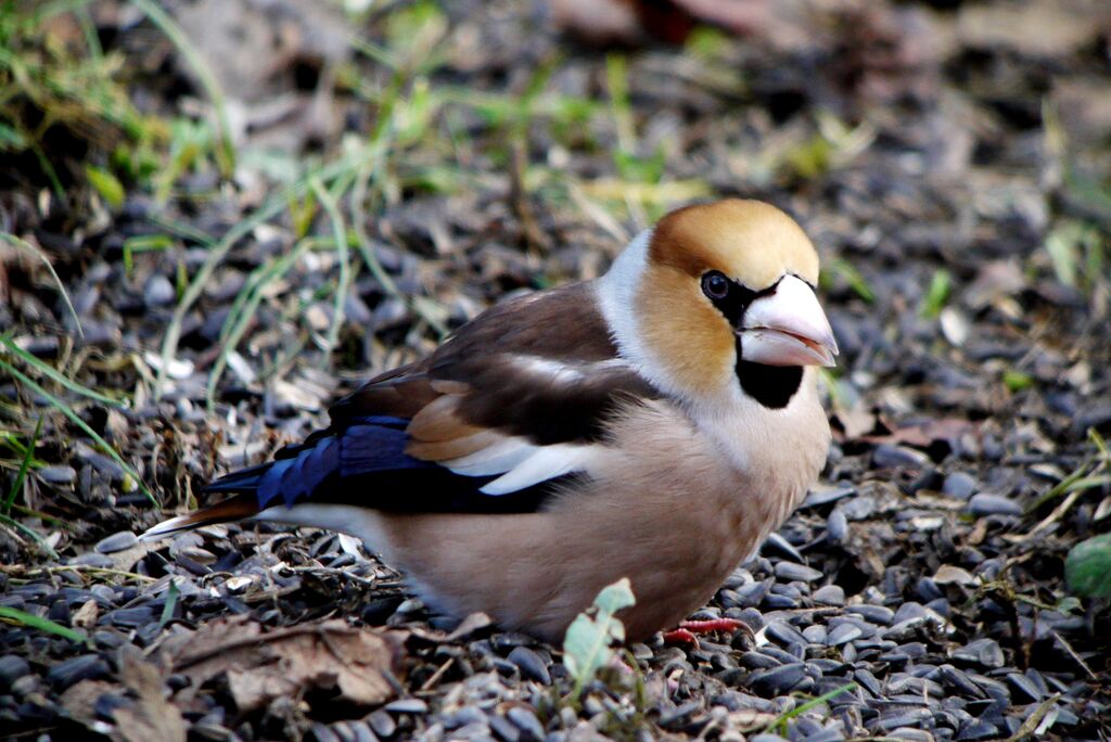 Hawfinch male adult post breeding