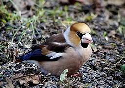 Hawfinch