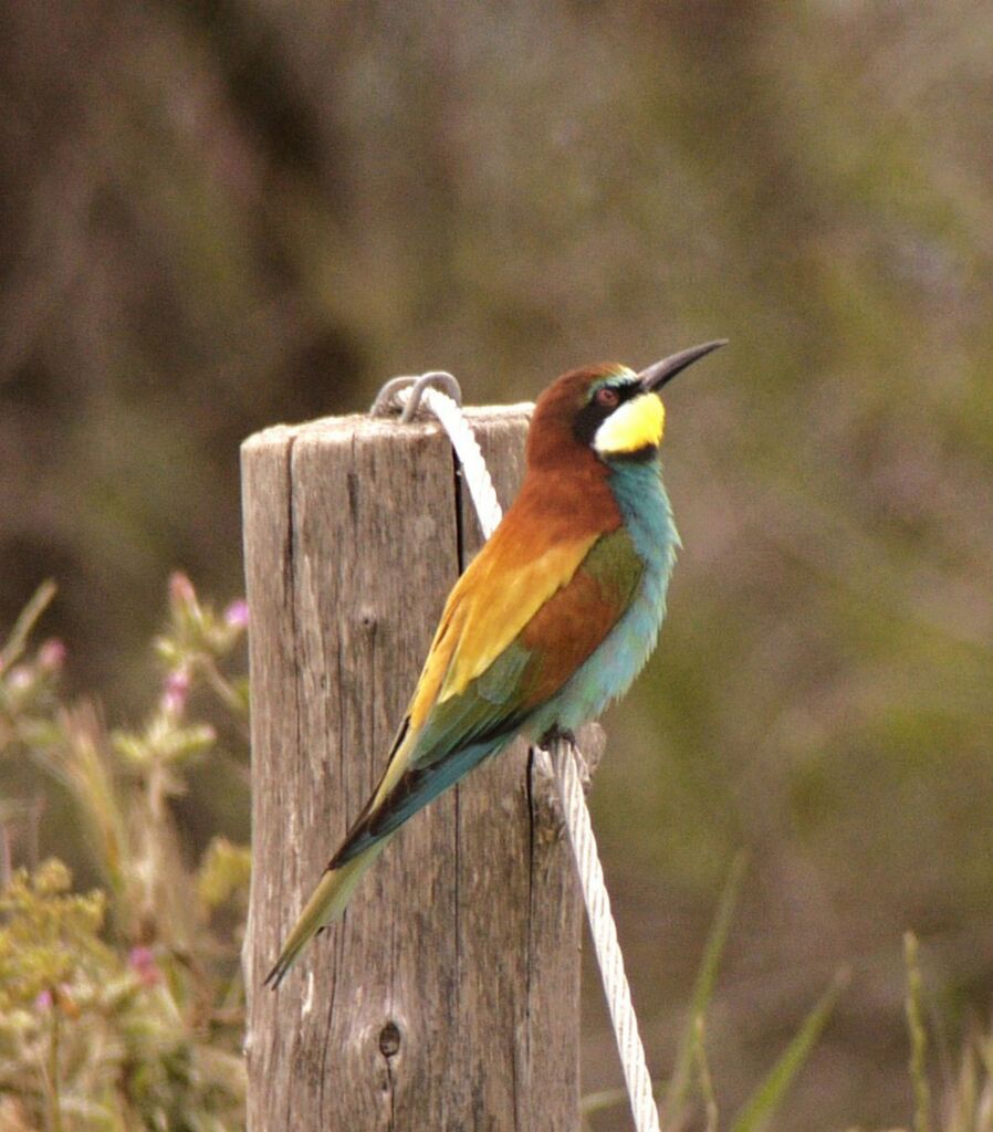 European Bee-eater male adult breeding, identification