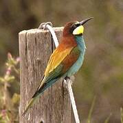 European Bee-eater