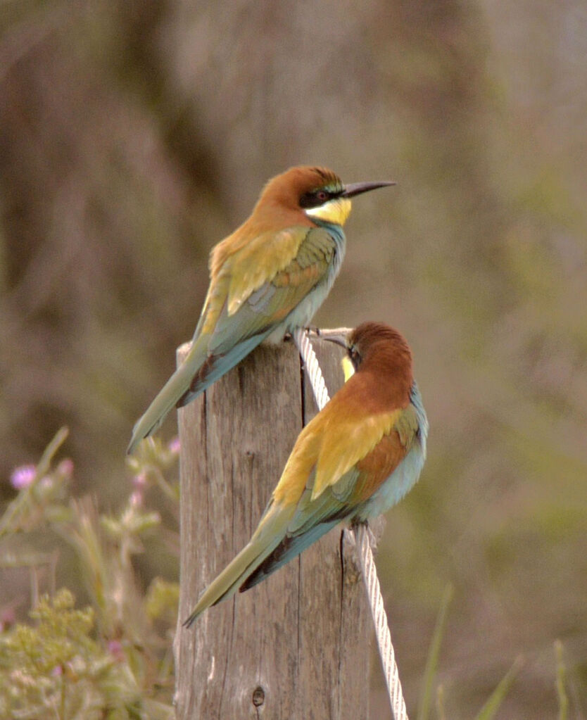 European Bee-eater adult breeding, identification