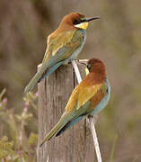 European Bee-eater