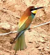 European Bee-eater