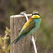 European Bee-eater