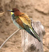 European Bee-eater