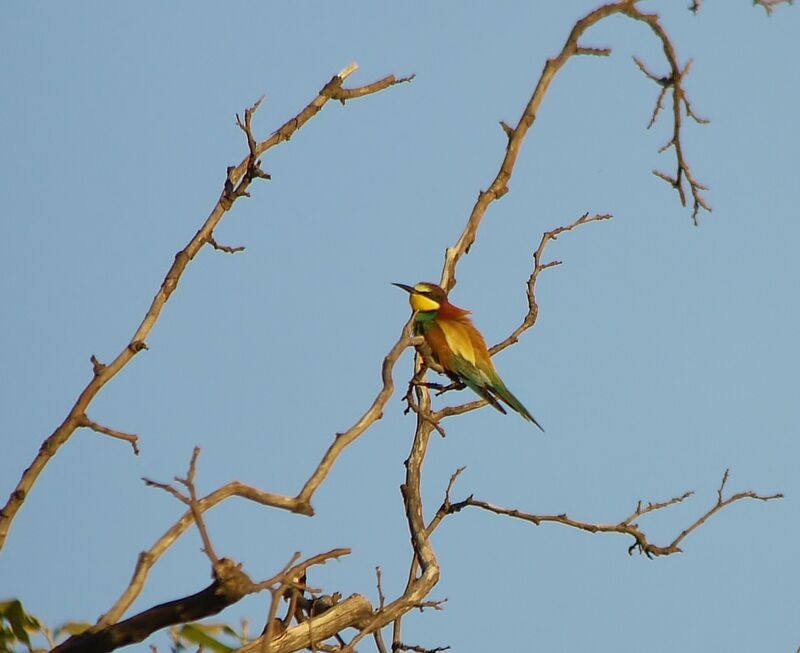 European Bee-eater male adult breeding, identification