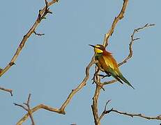 European Bee-eater