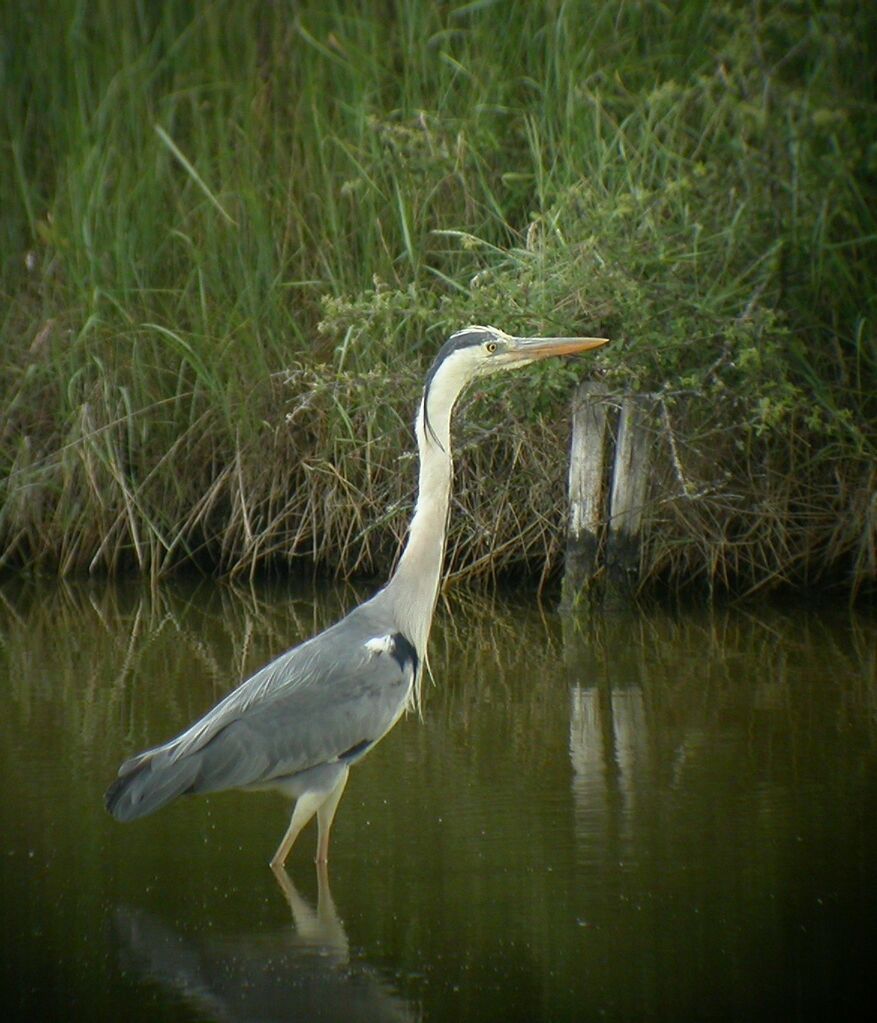 Grey Heron