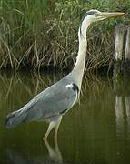 Grey Heron