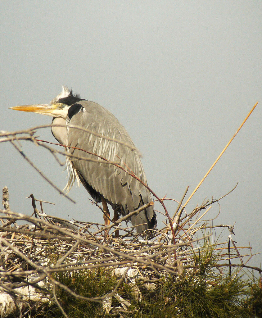 Grey Heron, identification