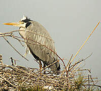 Grey Heron