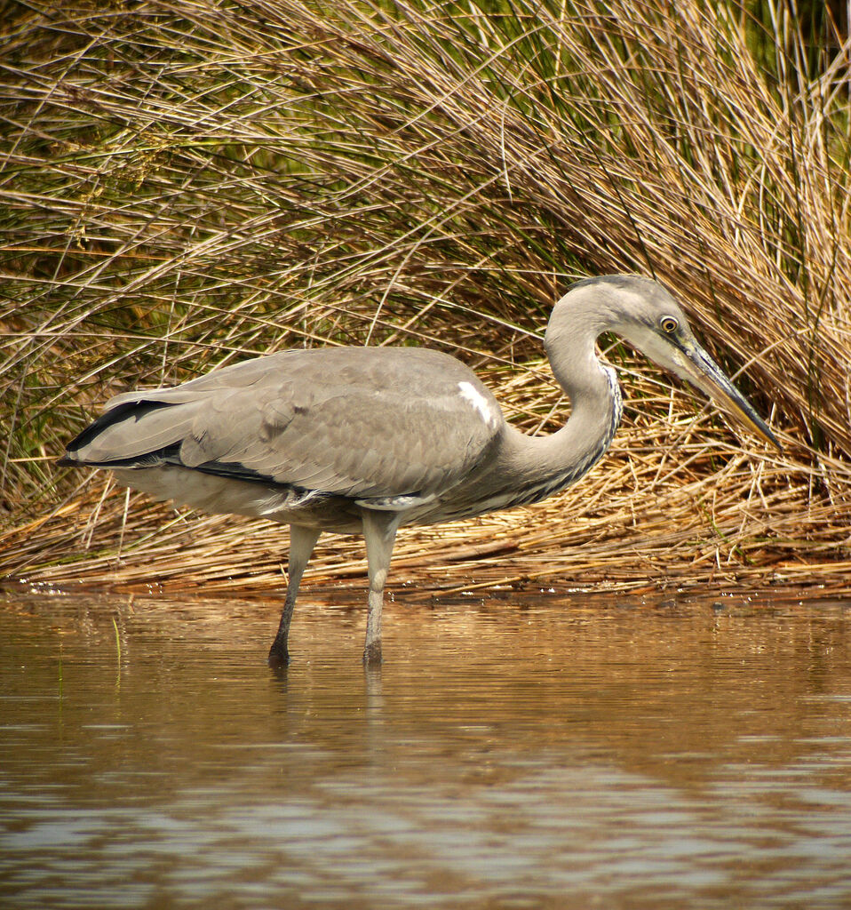 Grey Heronadult, identification