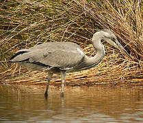 Grey Heron