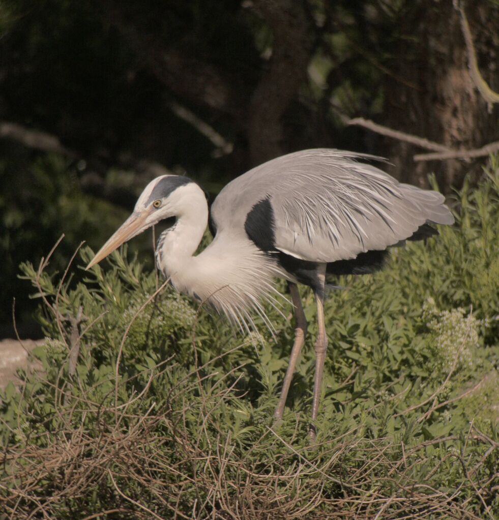 Grey Heron male adult breeding, identification