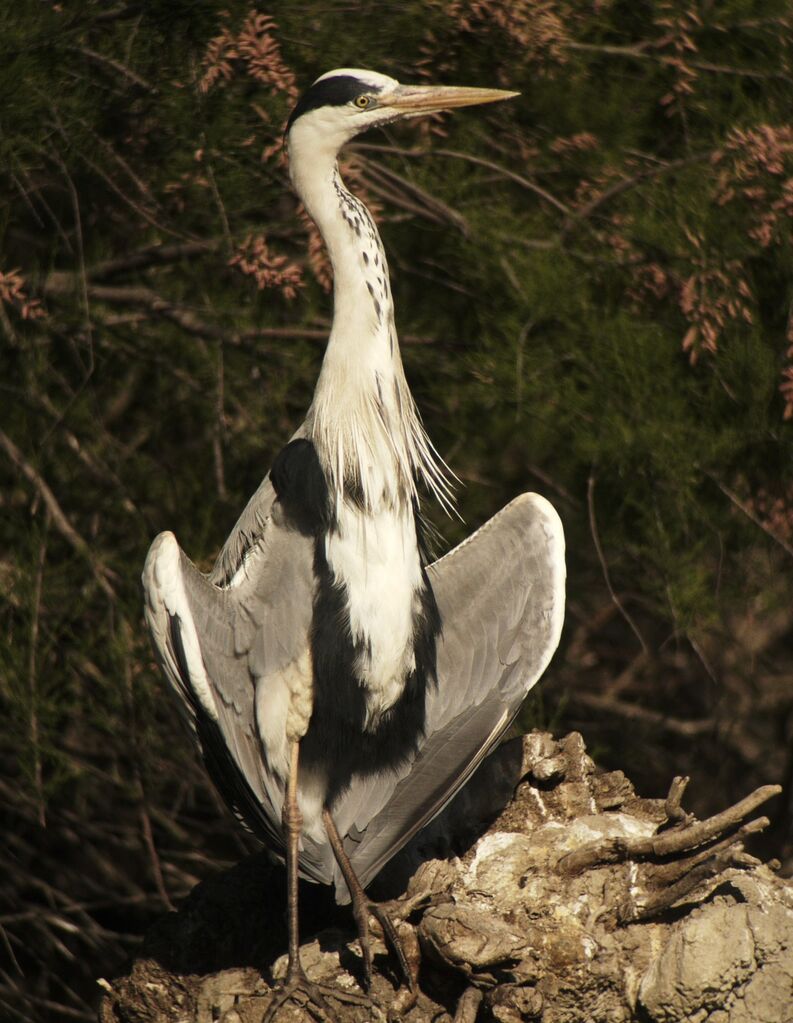 Grey Heronadult breeding, Behaviour