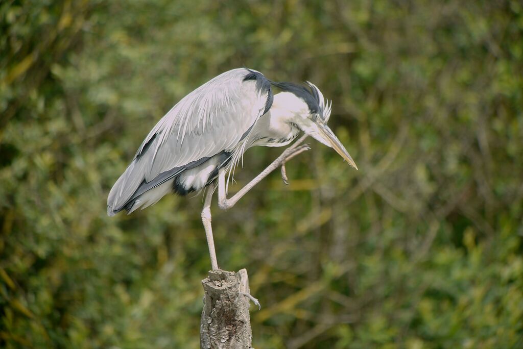 Grey Heronadult post breeding, identification