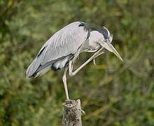 Grey Heron