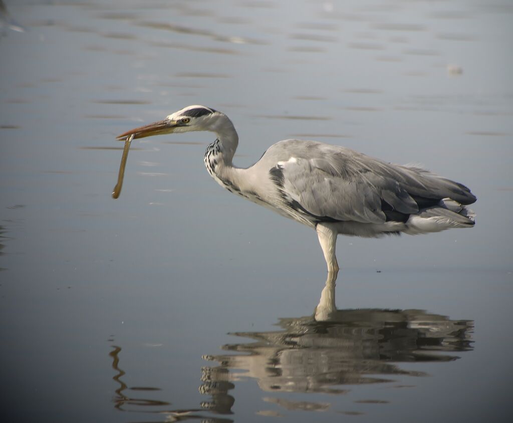 Grey Heronadult post breeding, Behaviour