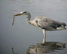 Grey Heron