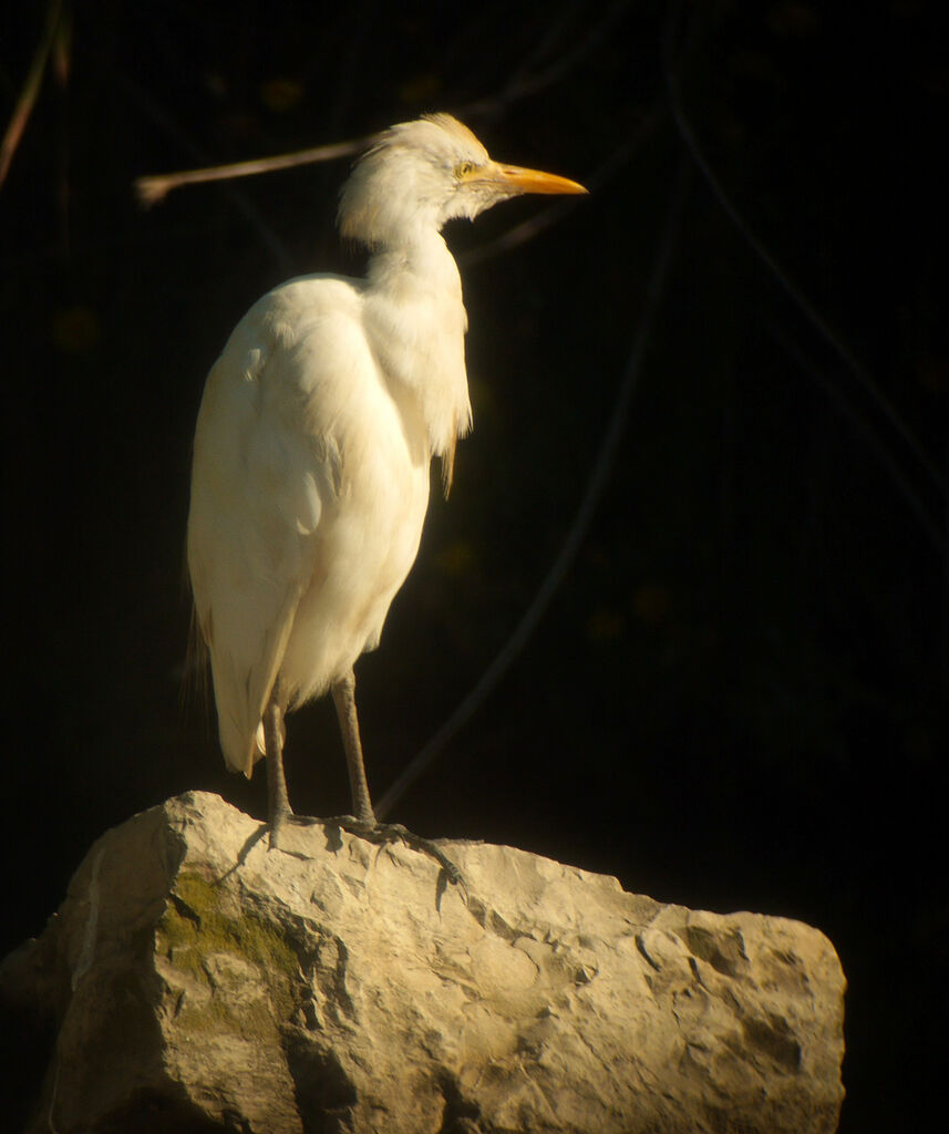 Western Cattle Egret