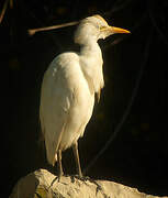 Western Cattle Egret