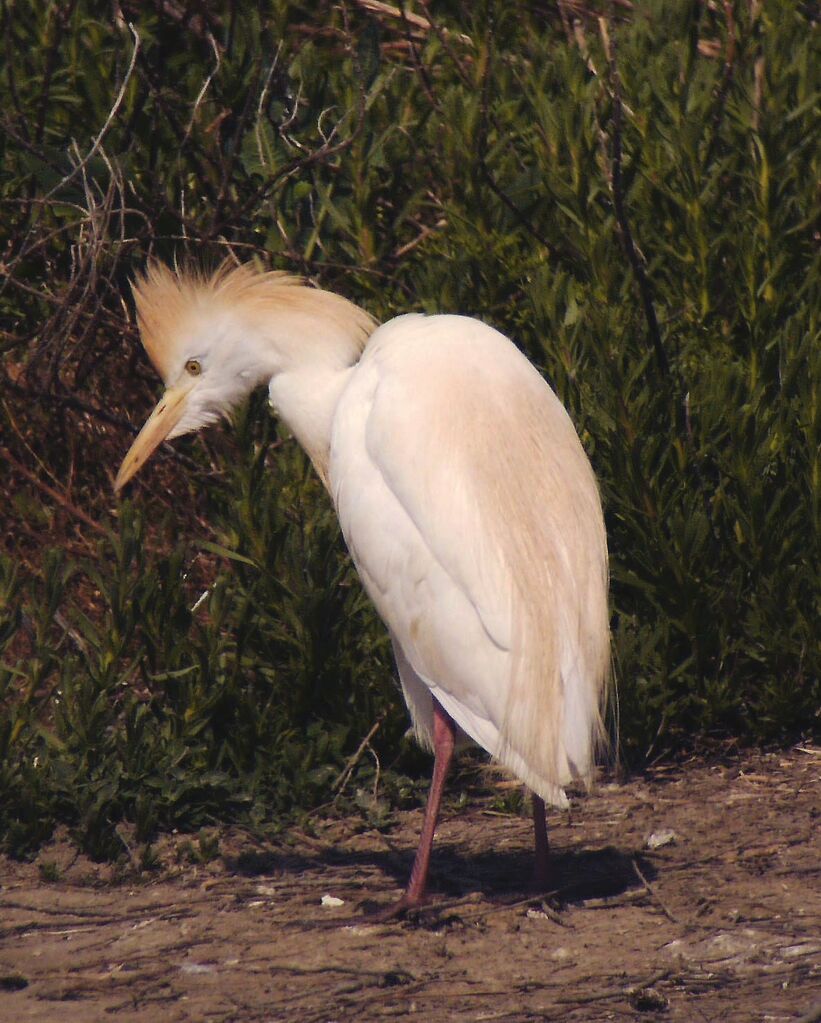 Western Cattle Egret male adult breeding, identification