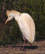 Western Cattle Egret