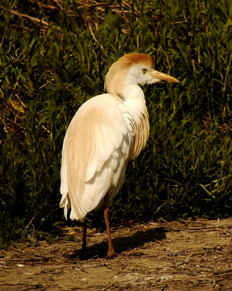 Western Cattle Egret male adult breeding, identification