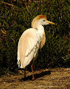 Western Cattle Egret