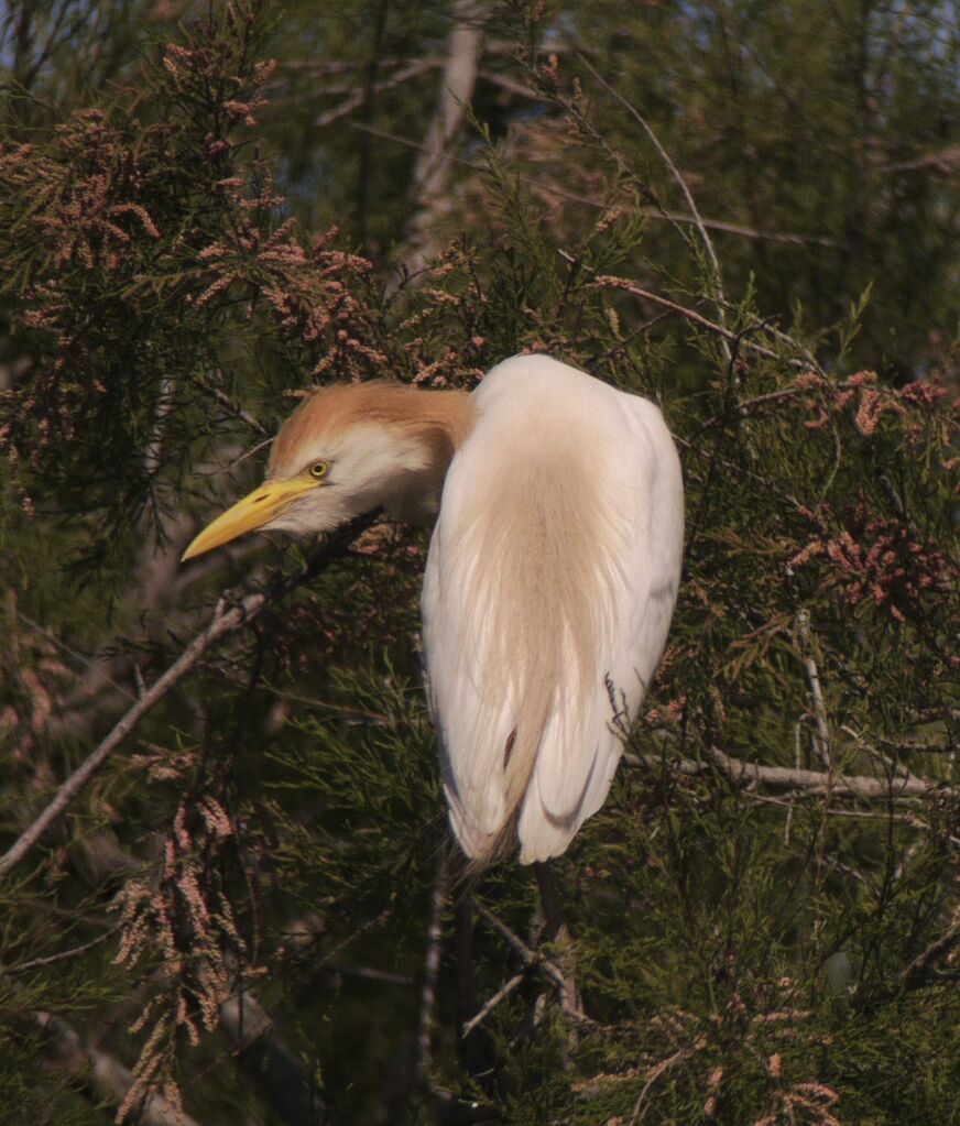 Western Cattle Egretadult breeding