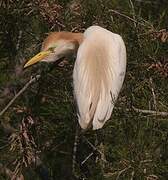 Western Cattle Egret