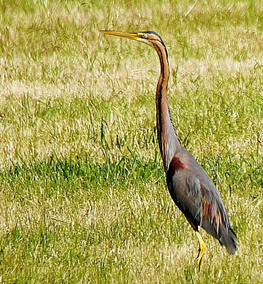 Héron pourpréadulte, identification