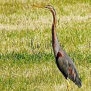 Purple Heron