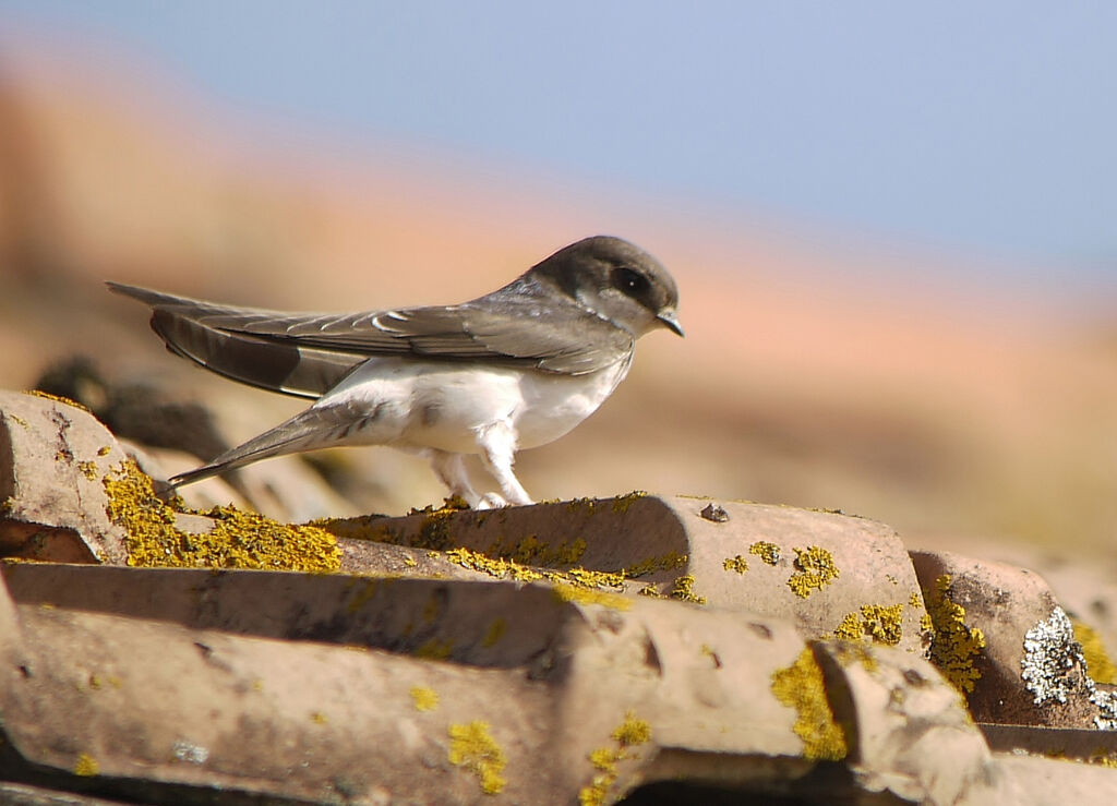 Common House Martinsubadult, identification