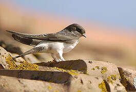 Common House Martin