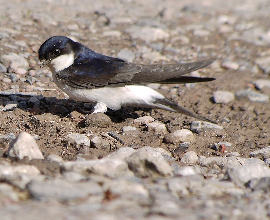 Common House Martinadult, identification