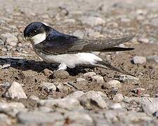 Western House Martin