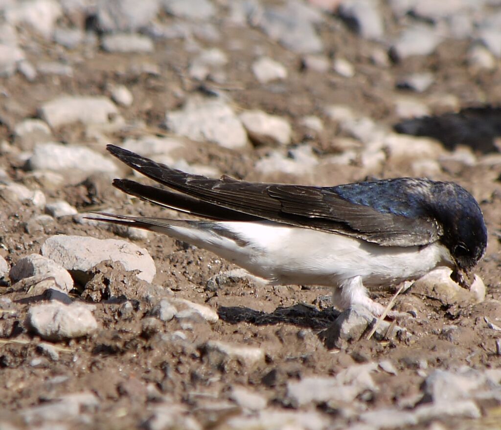 Western House Martinadult, Reproduction-nesting