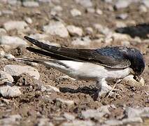 Common House Martin