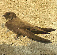 Eurasian Crag Martin