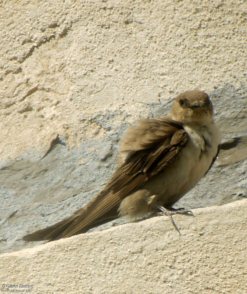 Eurasian Crag Martin