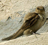 Eurasian Crag Martin