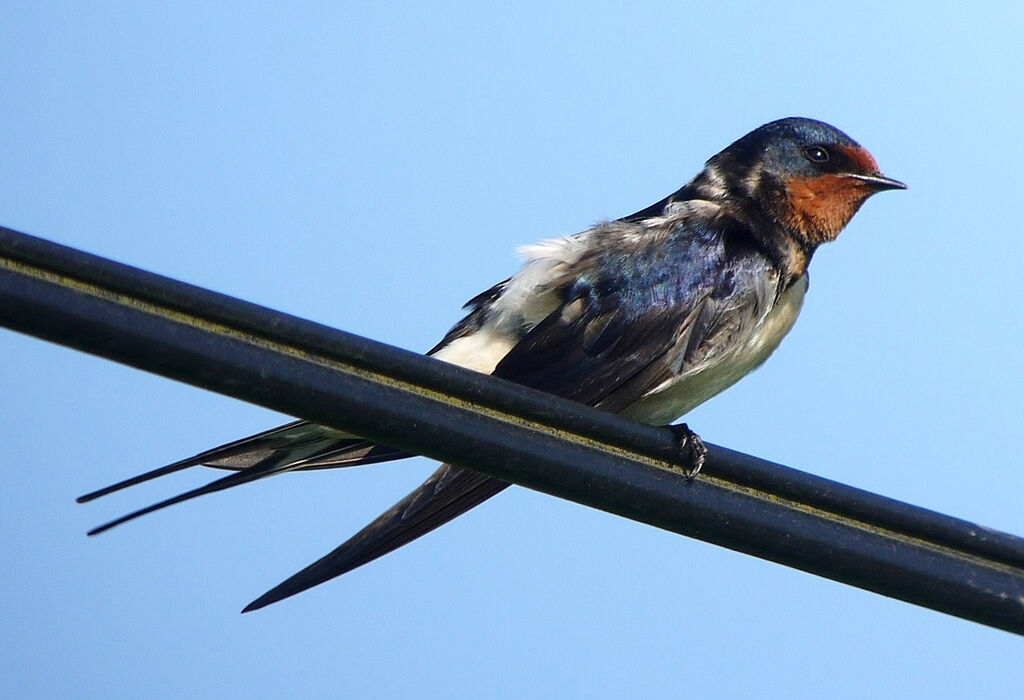 Hirondelle rustiqueadulte, identification