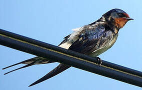 Barn Swallow