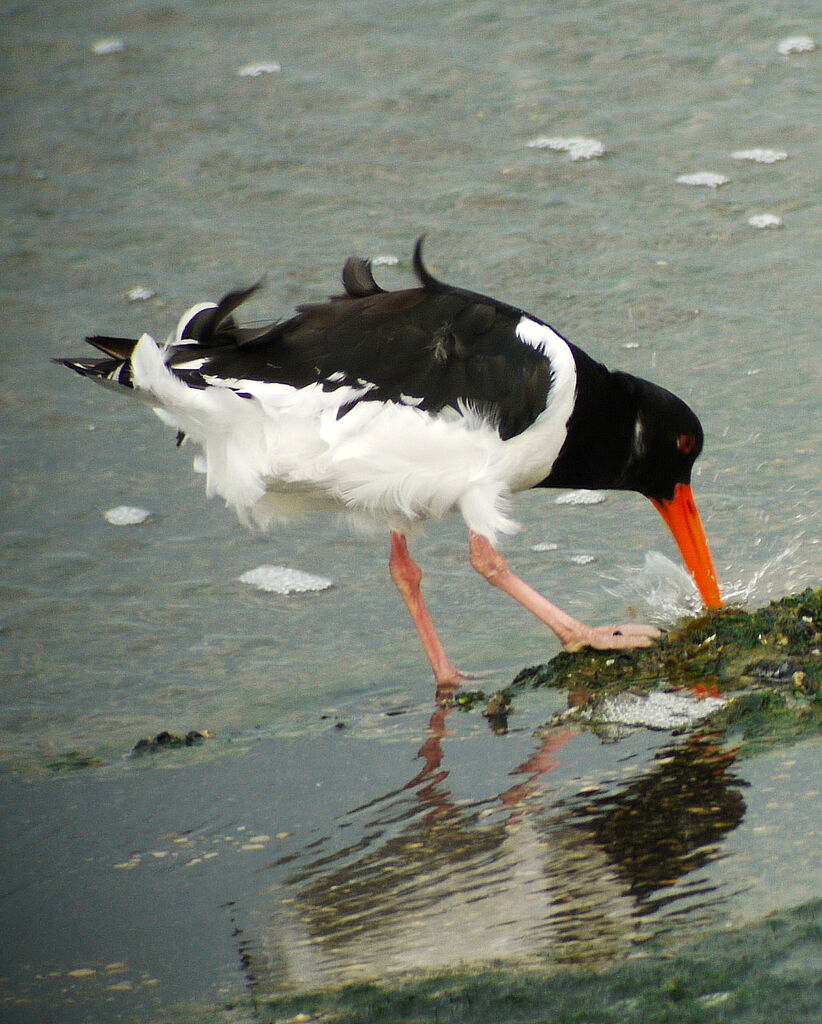 Eurasian Oystercatcher, identification