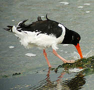 Eurasian Oystercatcher