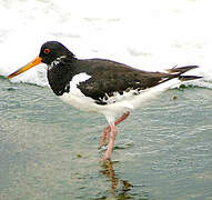 Eurasian Oystercatcher